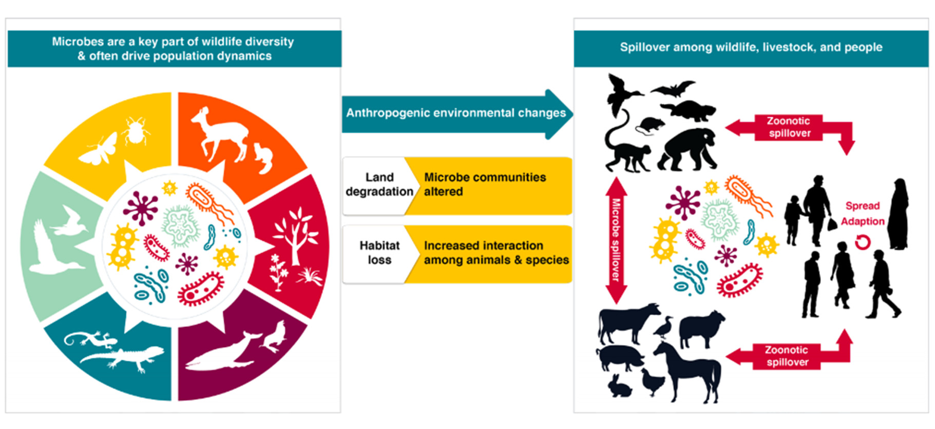 Fig 2: Disease and the environment | Source: ipbes.net/pandemics Microbes - ATE Group